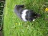 wunderschöne Colliewelpen