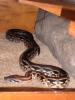 wg. Zuchtaufgabe: Acrantophis madagascariensis Zuchtpaar