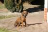 Rhodesian Ridgeback Welpen