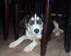 Militsa   Collie Mix-Hündin möchte nur nach vorne blicken