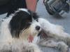 Ira   Familie mit Kindern und gerne Hund und Katze gesucht