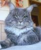 Maine Coons vom Lilientor