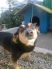 Kretahunde