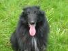 Schäferhund,  Belgischer (Groenendael)