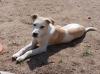 Lieber Huskymischling,  1 Jahr