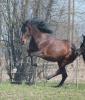 Junger Andalusier Hengst (PRE,  Pura Raza Espanola mit Papieren),  mit Handicap