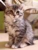 kuschelige Maine Conn Kitten such liebevollen Dosenöffner