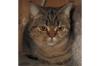 Glatthaarige Selkirk Rex,  TYP BKH