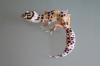 Leopardgeckos abzugeben