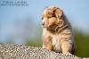Australian Shepherd Welpen