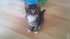   Noch 3 von 4 Kitten suchen euch. Norwegische Waldkatze/ BKH Mix