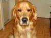wunderschöner Golden Retriever Rüde (kein Verkauf)