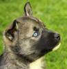 Reinrassige Siberian Husky Welpen mit VDH/ FCI-Papieren