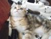 Schmusebärchen sucht Zuhause! Exotic Shorthair Kater 13 Wo alt golden tabby mP s