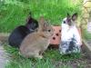 kleine Kaninchen abzugeben