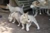 süße Husky Welpen abzugeben mit Stammbaum und EU Heimtierausweis