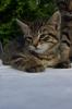 Maine Coon-Mischlinge