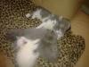 Unser 5 BKH/ BLH Kitten dürfen nun ausziehn