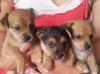 3 süße Yorkshiere Terriere/ Jack Russel Mischlings welpen zu verkaufen! ♥