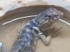 Crotaphytus bicinctores Männchen in liebevolle Hände abzugeben!