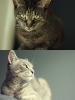 2 Katzen zum verschenken