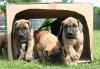  Dt. Doggen vom Nordstern /  Deutsche Doggenwelpen /  Dogge /  Doggen / VDH /  DDC / F