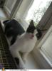 Flocke sucht ein neues zuhause 