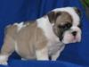 Superkleine PL/ PRA Englische Bulldogge (Rüden/ Hündin) mit Ahnentafel