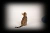 Katzen ür Allergiker,  2 Bengal Mädchen zucht o. Liebhabertiere
