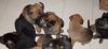 Dt.Schäferhund/ Malinois Welpen