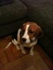 Süsse Beagle Hündin,  1 Jahr 