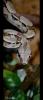 junge Kaiserboa + OSB Terrarium