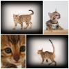 Katzen für Allergiker,  2 Bengal Mädchen  Zucht o. Liebhabertiere
