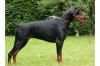 Dobermannwelpen mit Papiere aus liebevoller Aufzucht 