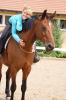 Mobile Natural Horsmanship Trainerin in Franken