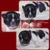 Französische Bulldoggen,  freiatmend ,  sportlich und mit Papieren