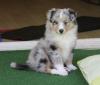 VDH-Sheltiewelpen (blue-merle/ tricolour)  of Burning Mountain 