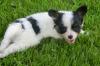 2 Süße Papillon Mädels suchen Liebevolles Zuhause ab 21.07.2012