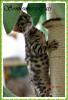 Bengal Kitten,  die kleine Minileopaden