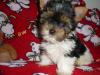 Biewer Yorkshire Terrier   la Pom Pon