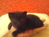 BKH - EKH mix Babykatzen /  Kitten mit Blauen Augen