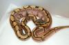 Biete Python regius Nachzuchten 2012 Calider, Fire, Spider, Oddball, Firefly