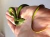 Grüne Strauchnatter / Smaragdnatter /  Gonyosoma Prasinum