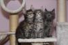 Maine Coon Blue,  Blue&white,  Black mackerel tabby