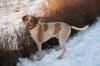Unser Hund will Papa werden