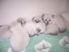 Scottish-Straight,  Scottish-Fold Rassekatzenbabys zu verkaufen !