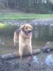 Dringend liebevolles Zuhause gesucht!!!