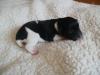 Jack Russel Welpen