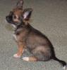 Typvoller Chihuahuawelpe (Rüde) aus seriöser VDH Zucht abzugeben