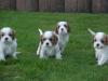 Cavalier King Charles Spaniel Welpen